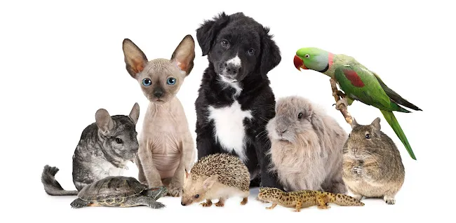 Compassionate Care Pet Aquamation Upper East Side NY