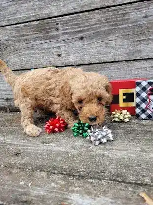 Connecticut Puppies For Sale