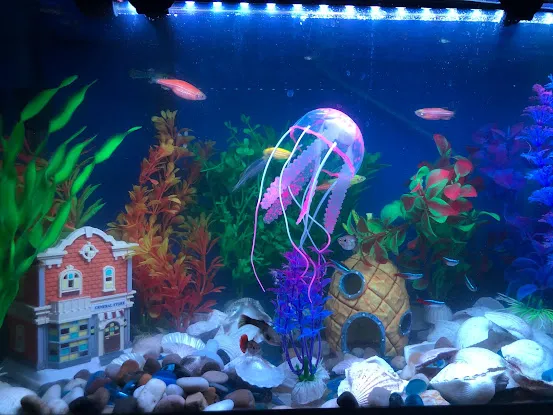 COSMO AQUARIUM Fish Store