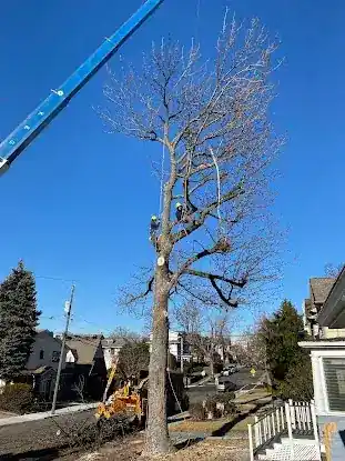 Cousins Tree Services