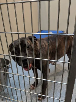 Cove Animal Rescue