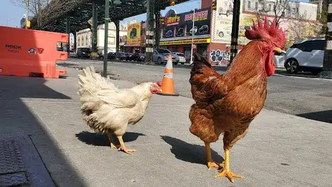 Cross Bronx Live Poultry
