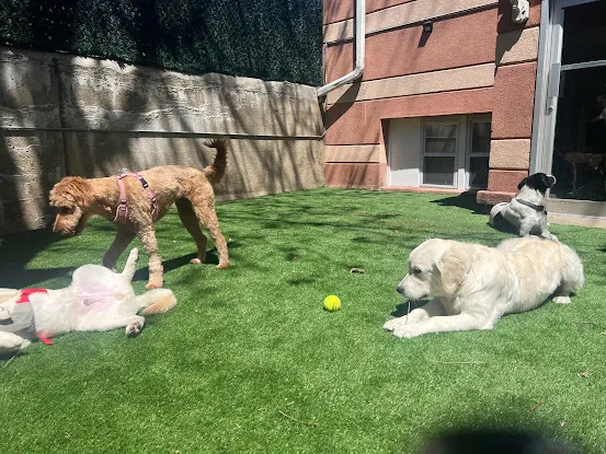 Crown Pet LLC