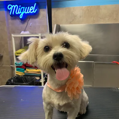 Dalila’s Pet Grooming