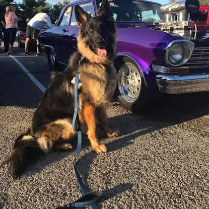 Darkstar German Shepherds