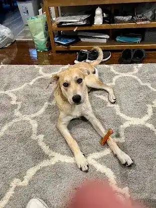 David's Dog Training