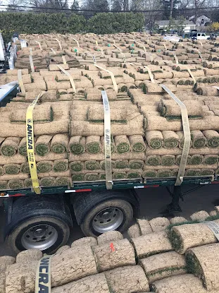 Delea Sod Farms