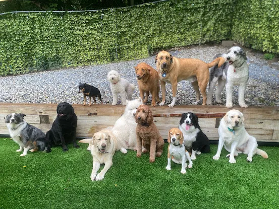 Delighted Pets, Inc.