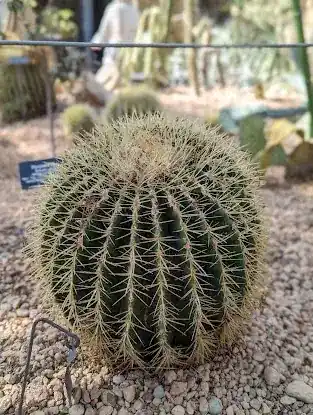 Desert Pavilion