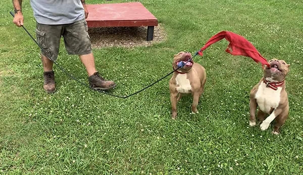 Devils Den Kennels