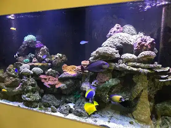 Diamond Aquatics