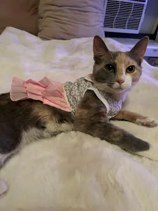 Disco Paws