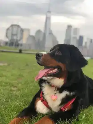 Divine Bernedoodles
