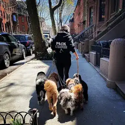 Dog Bless Co.