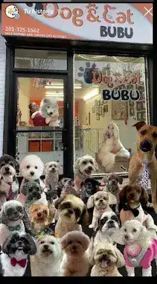 Dog & Cat Bubu pet grooming