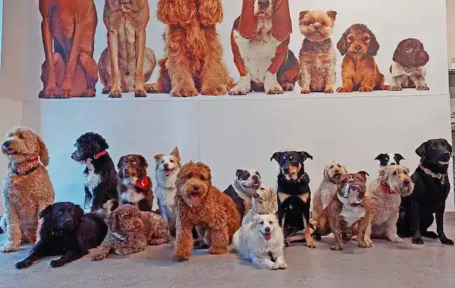 Dog City NYC