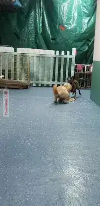 Dog Hotel & Daycare- Grooming-Paws Gurus Harlem