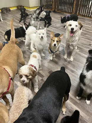 Dog Island City