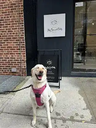 Dog Salon My One and Only