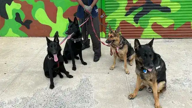 DOG TRAINING, WALKING AND SITTING