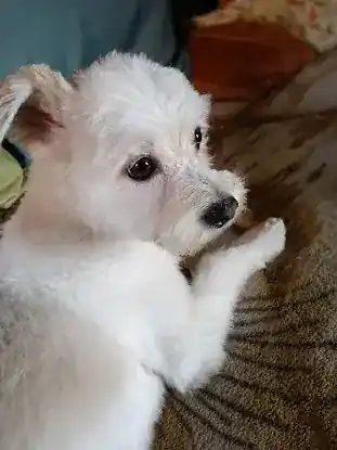 Doggie Dearest