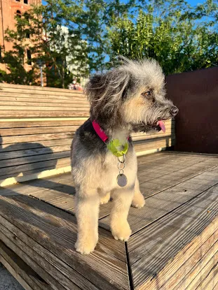 Doggie Styles Pet Grooming