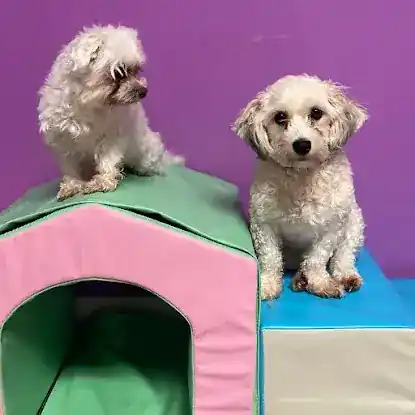 Doggington’s Day Care Establishment