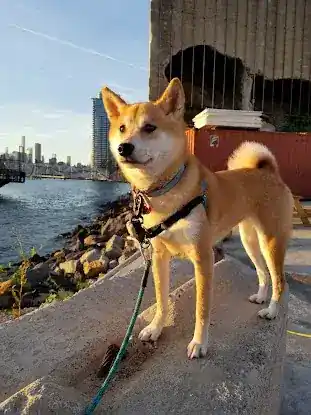 Doggystyle,NYC
