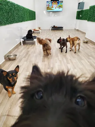 Dogs Cats NYC