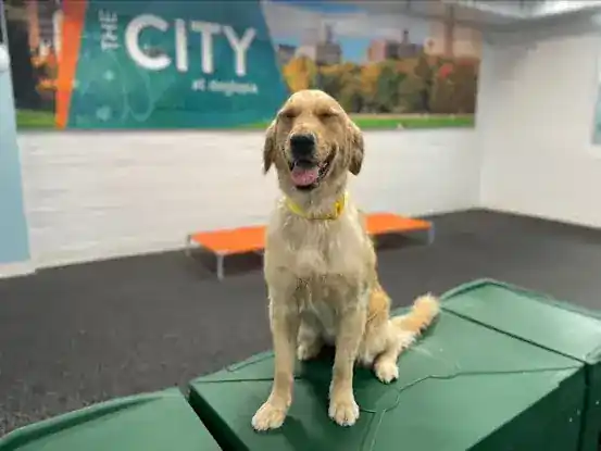 Dogtopia of Long Island City (LIC)