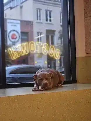 DOGTOWN