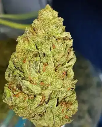 DopeHouse Dispensary