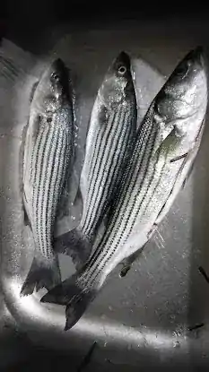 Down East Seafood inc.