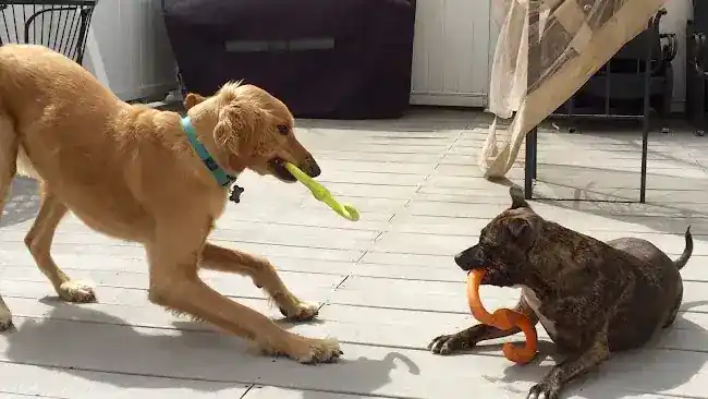 Downtown Dog Walk LLC