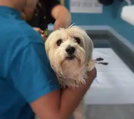 Dr Pet MD