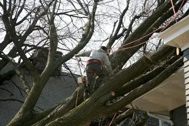 Dragonetti Tree Removal