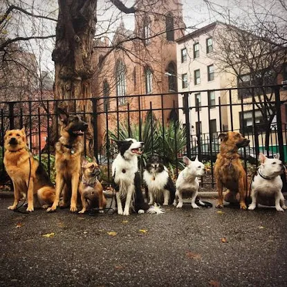 Dream Come True K9