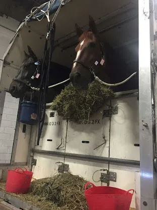 Dutta Corporation - International Horse Transport