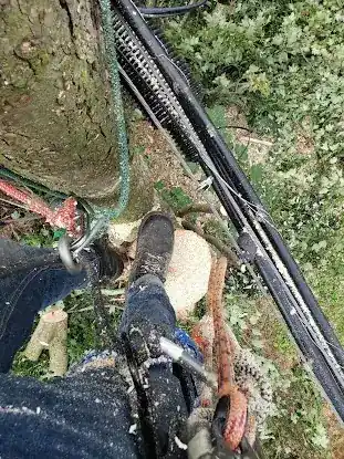 Dwayne Tree Service