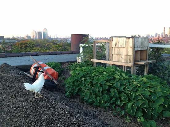 Eagle Street Rooftop Farm