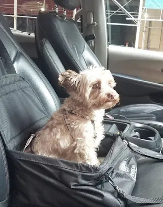 Elite Pet Ride - Pet Cab - Pet Taxi