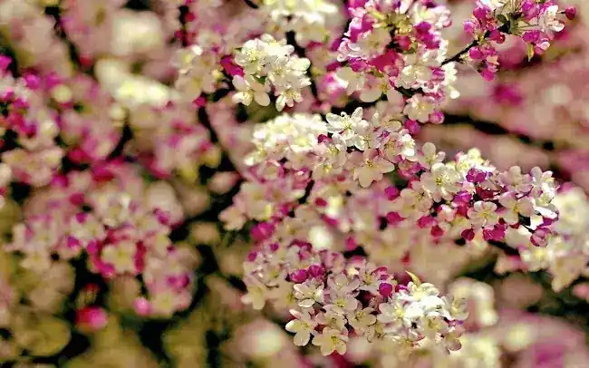 Embassy Florist