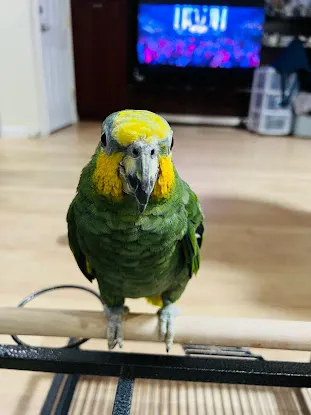 Empire Parrots