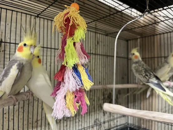 Empire Parrots Nyc