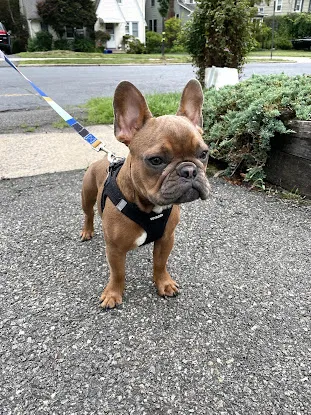 Ethical Frenchie