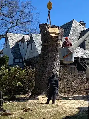 Evergreen Arborists Inc