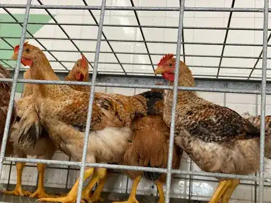 F & D Live Poultry Inc