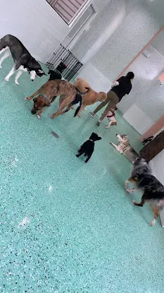 Fat Puppies INN