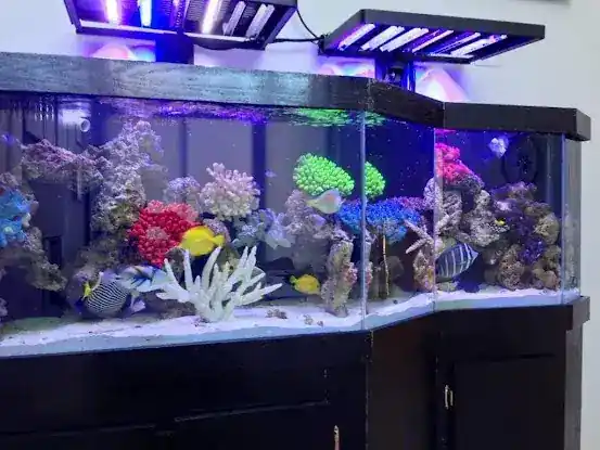 Father Natures Aquarium Services
