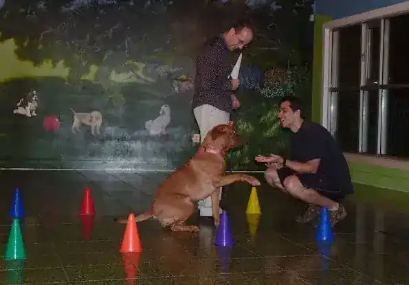 FernDog Training